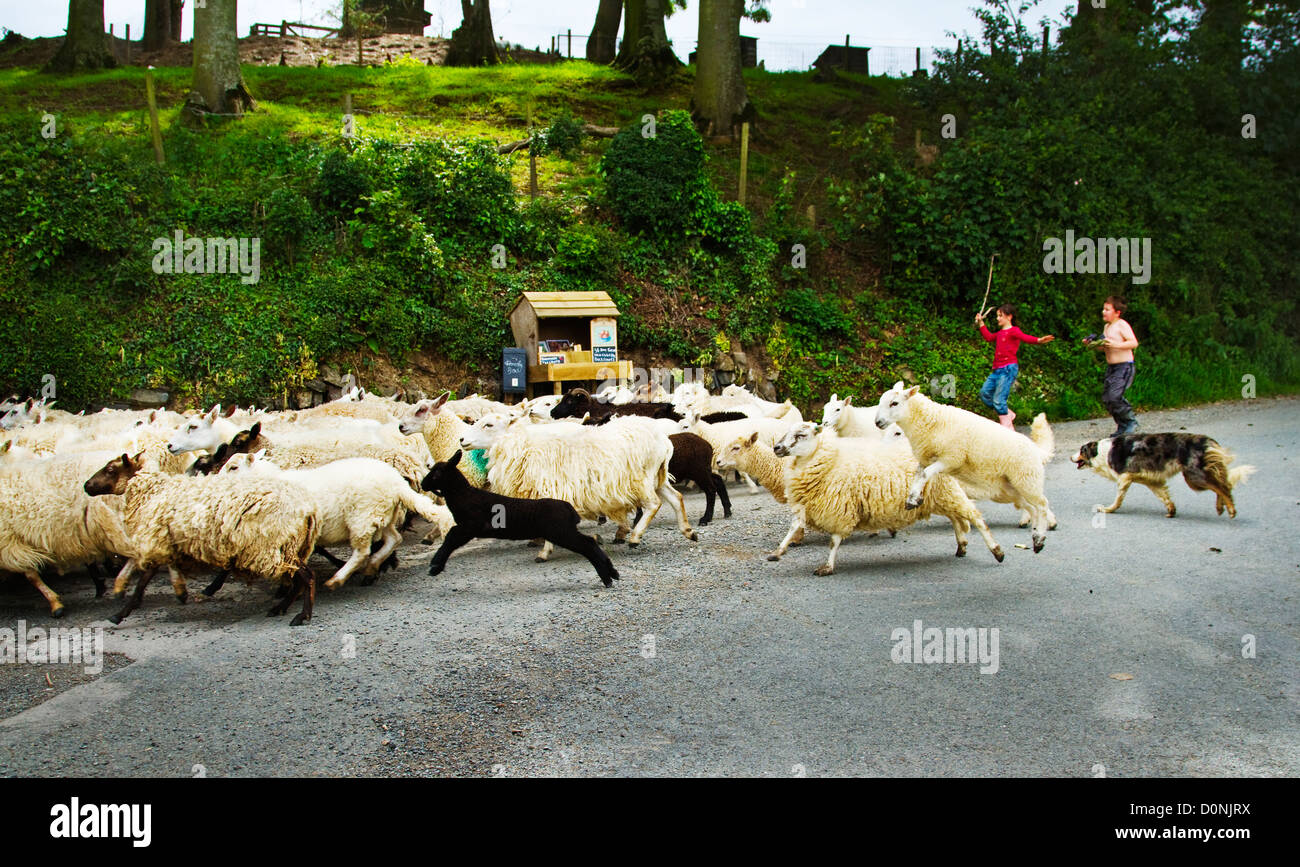Bauernhof Kinder Schafe aufrunden Stockfoto