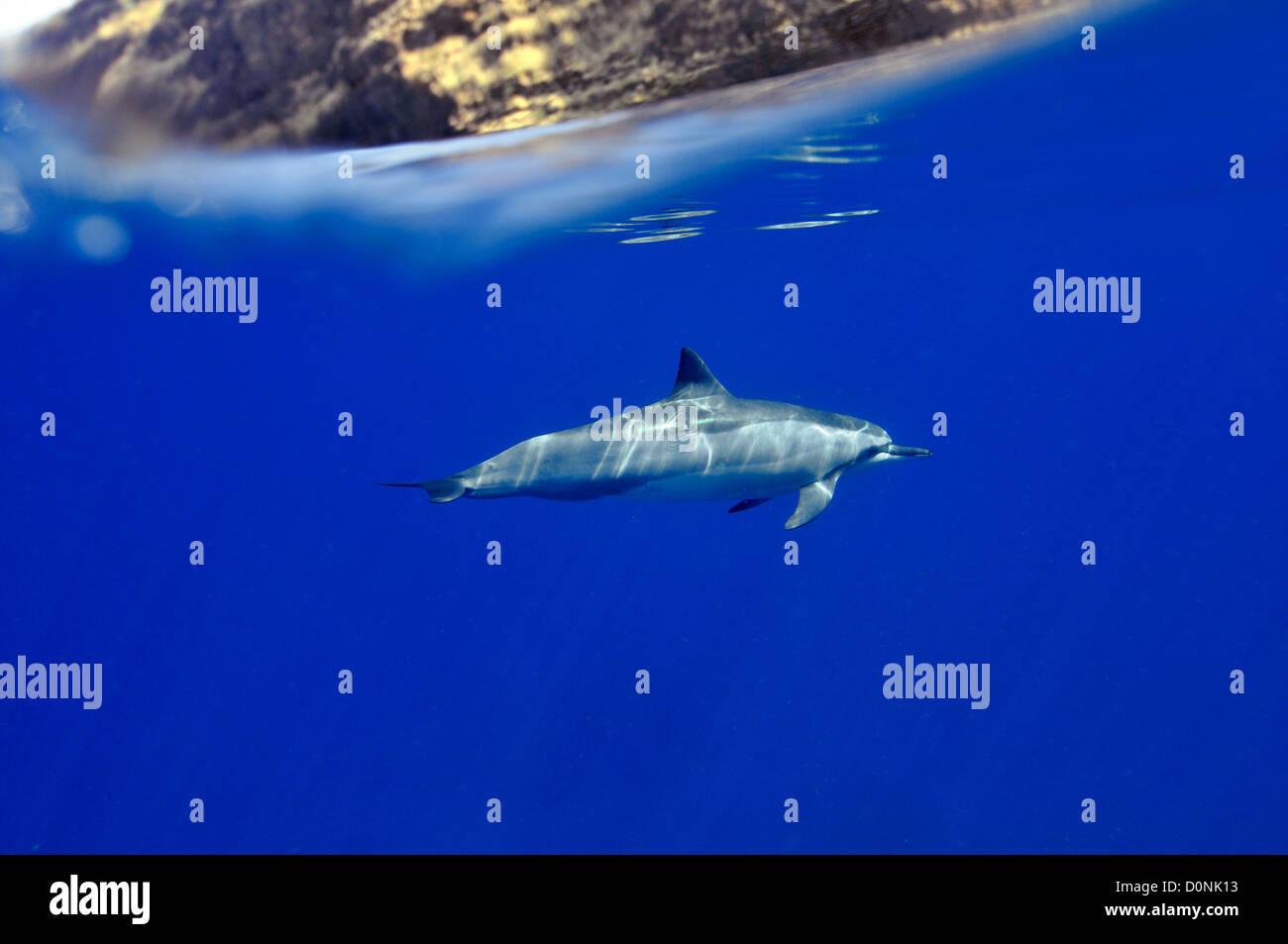 Spinner-Delphin, Stenella Longirostris, Kailua-Kona, Hawaii, Nordpazifik Stockfoto