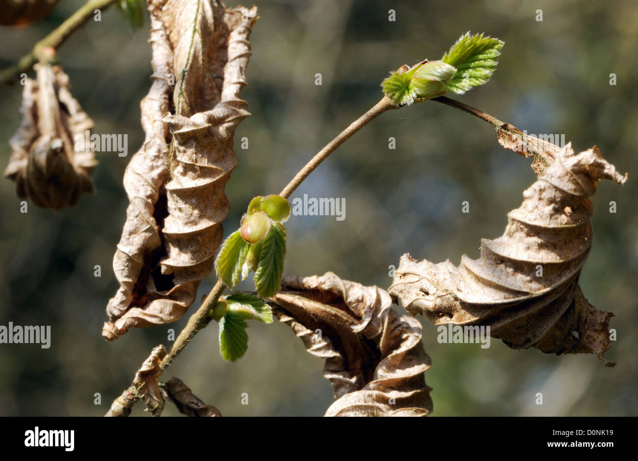 Hainbuche (Carpinus Betulus) Blattknospen öffnen während der letztjährigen Laub noch am Baum sind. Bedgebury Wald, Kent, UK. Stockfoto