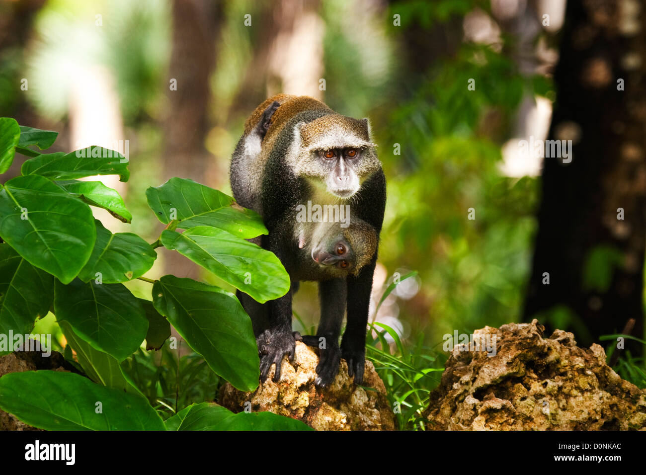 Vervet Affe (Chlorocebus Pygerythrus) mit jungen Stockfoto