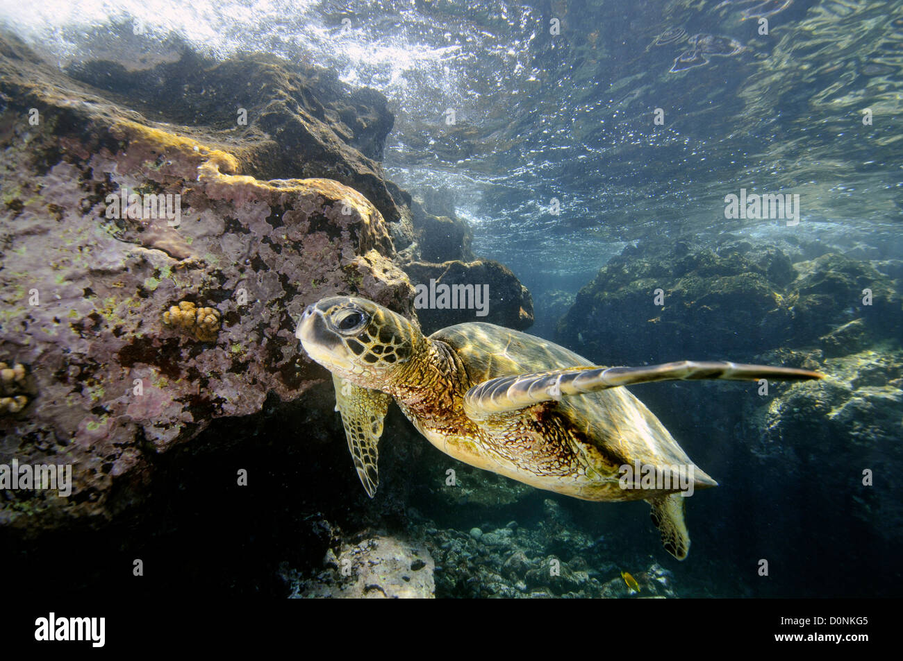 Grüne Meeresschildkröte, Chelonia Mydas, Honaunau Bay, Hawaii, North Pacific, USA Stockfoto