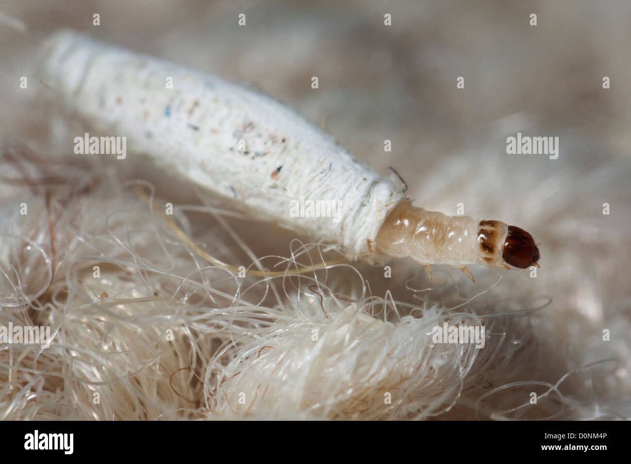 Teppich oder gemeinsame Kleidung Motten Larven Tineola bisselliella Stockfoto