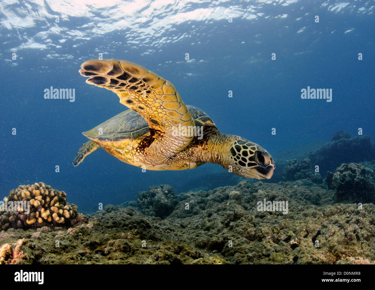 Grüne Meeresschildkröte, Chelonia Mydas, Ko'olina, Oahu, Hawaii, Nordpazifik Stockfoto