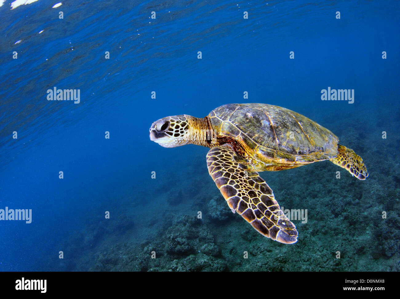 Grüne Meeresschildkröte, Chelonia mydas, Ko'Olina, Oahu, Hawaii, USA, North Pacific Stockfoto