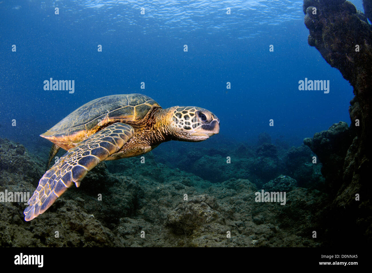 Grüne Meeresschildkröte, Chelonia Mydas, Ko'olina, Oahu, Hawaii, Nordpazifik Stockfoto