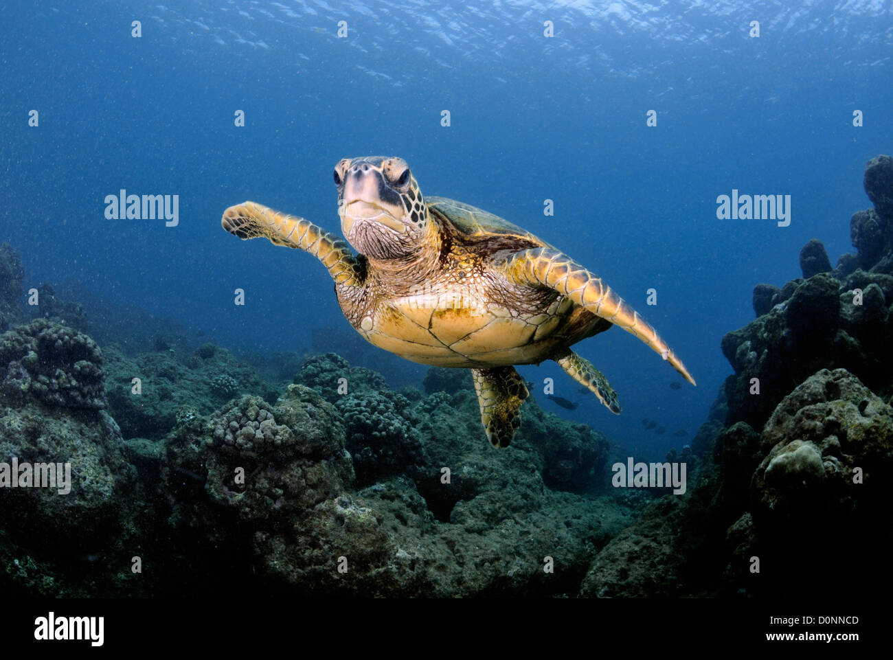 Grüne Meeresschildkröte, Chelonia Mydas, Ko'olina, Oahu, Hawaii, Nordpazifik Stockfoto