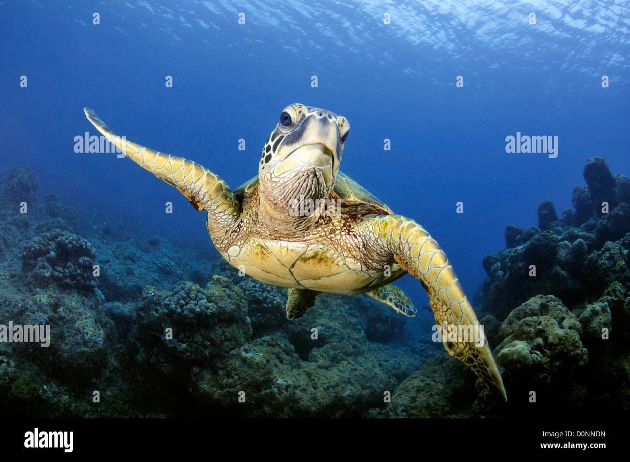 Grüne Meeresschildkröte, Chelonia Mydas, Ko'olina, Oahu, Hawaii, Nordpazifik Stockfoto