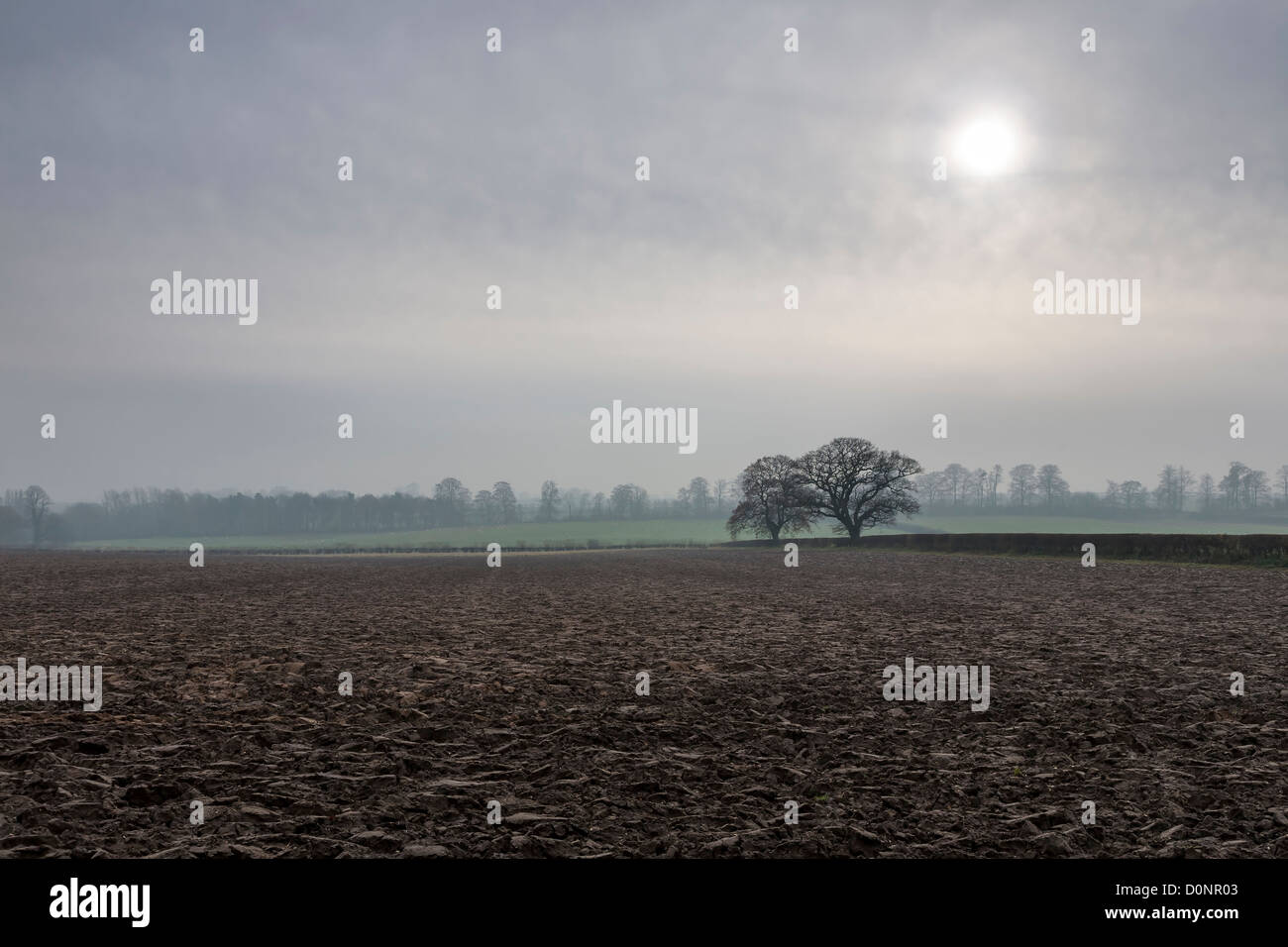 Die späten Herbst-Sonne durch den Nebel in der Nähe von South Dalton, East Yorkshire, England Stockfoto Die späten Herbst-Sonne durch den Nebel in der Nähe von South Dalton, East Yorkshire, England Stockfoto