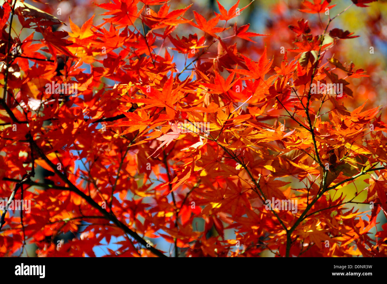 Ahorn-Blätter in roten Farben des Herbstes, Nagano, Japan Stockfoto