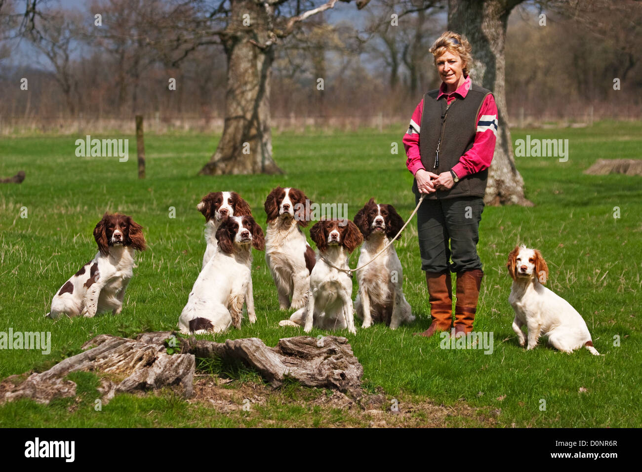 Hund mit ihrem Springer Spaniel-Züchter/trainer Stockfoto