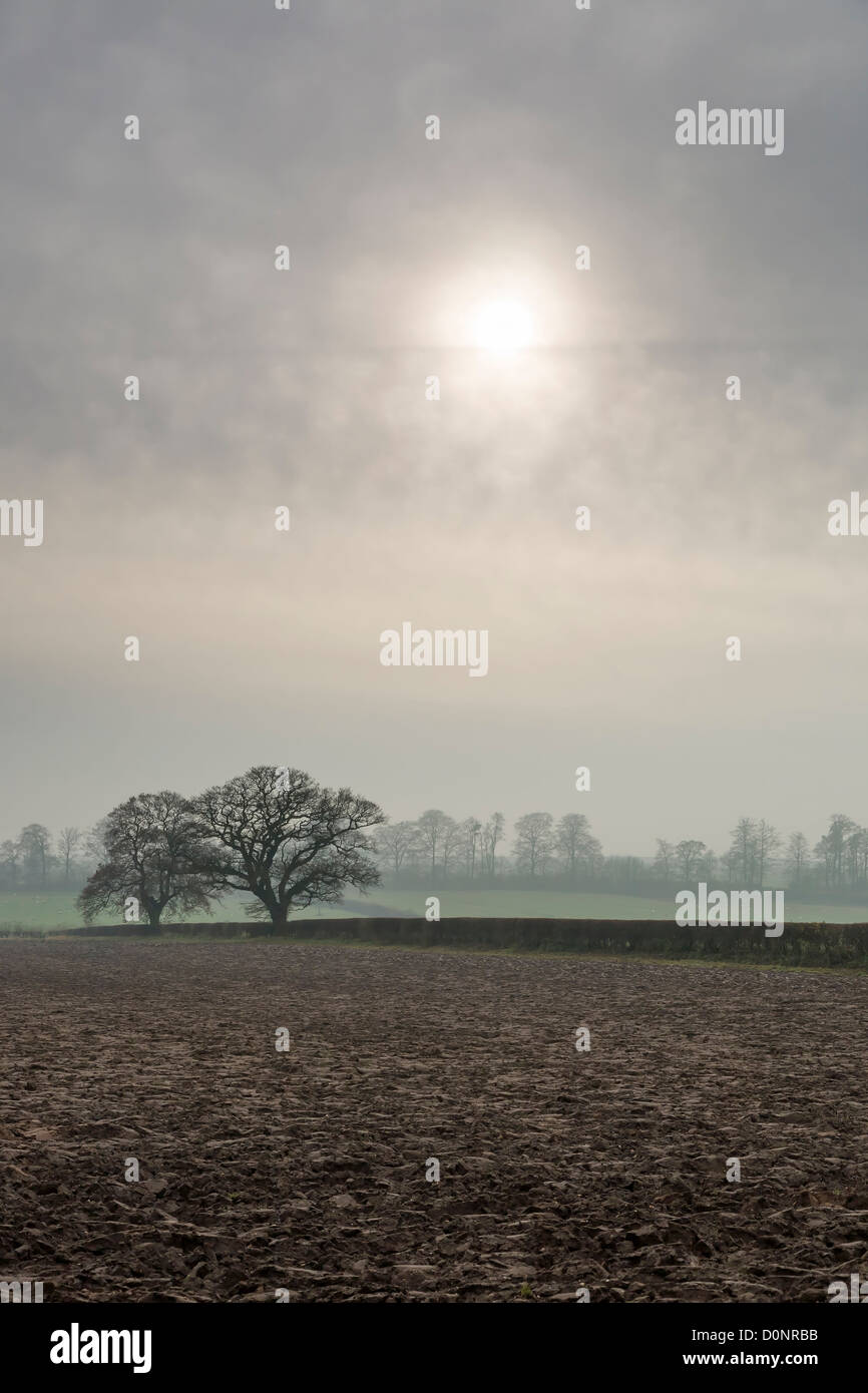 Die späten Herbst-Sonne durch den Nebel in der Nähe von South Dalton, East Yorkshire, England Stockfoto Die späten Herbst-Sonne durch den Nebel in der Nähe von South Dalton, East Yorkshire, England Stockfoto