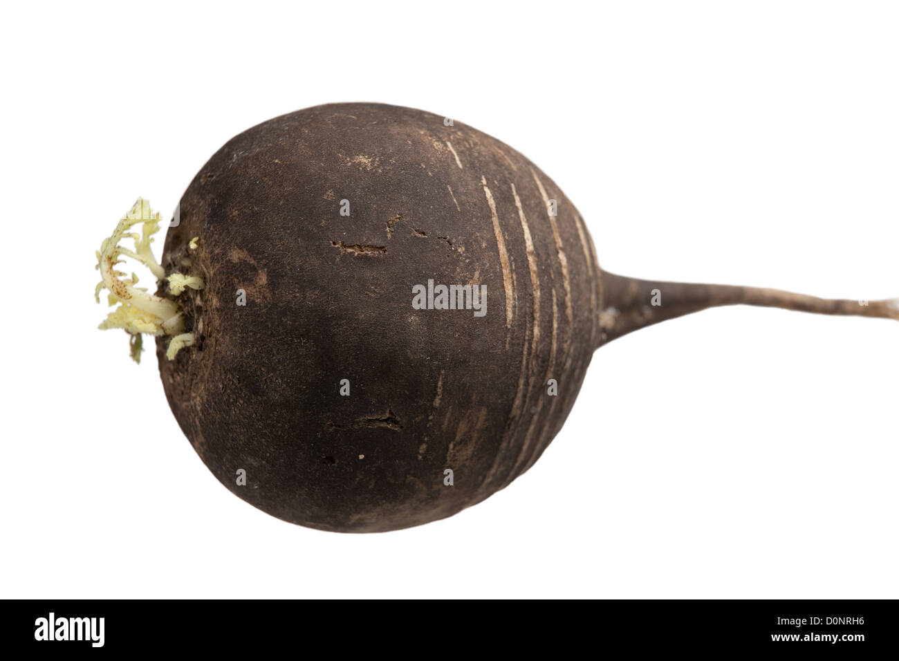 Schwarzer rettich -Fotos und -Bildmaterial in hoher Auflösung – Alamy