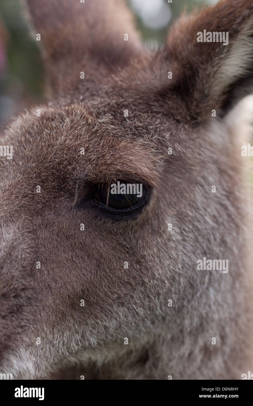 Seite Profil Kopfschuss von kangaroo Stockfoto