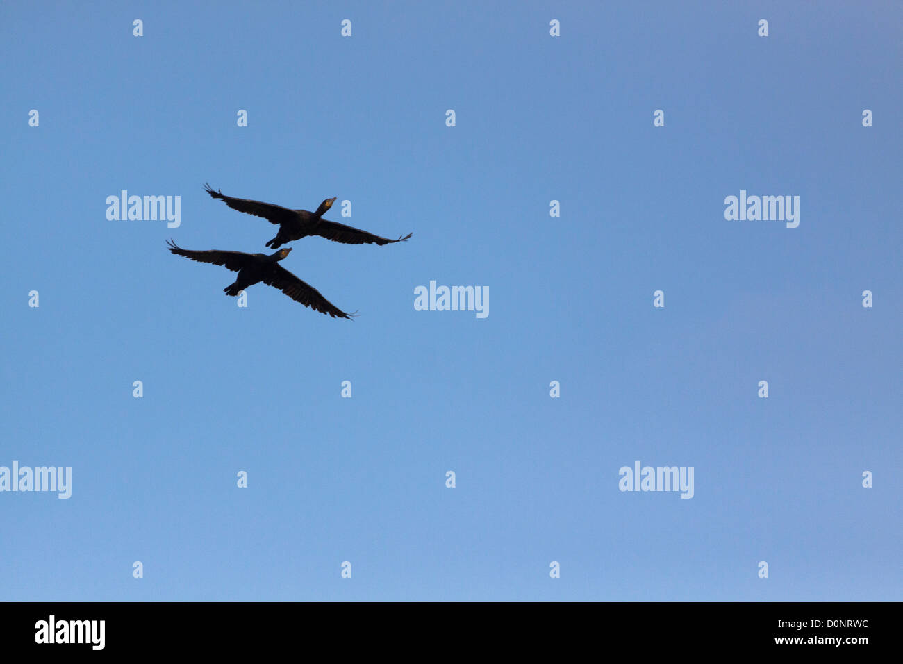 Zwei Vögel fliegen zusammen Stockfoto