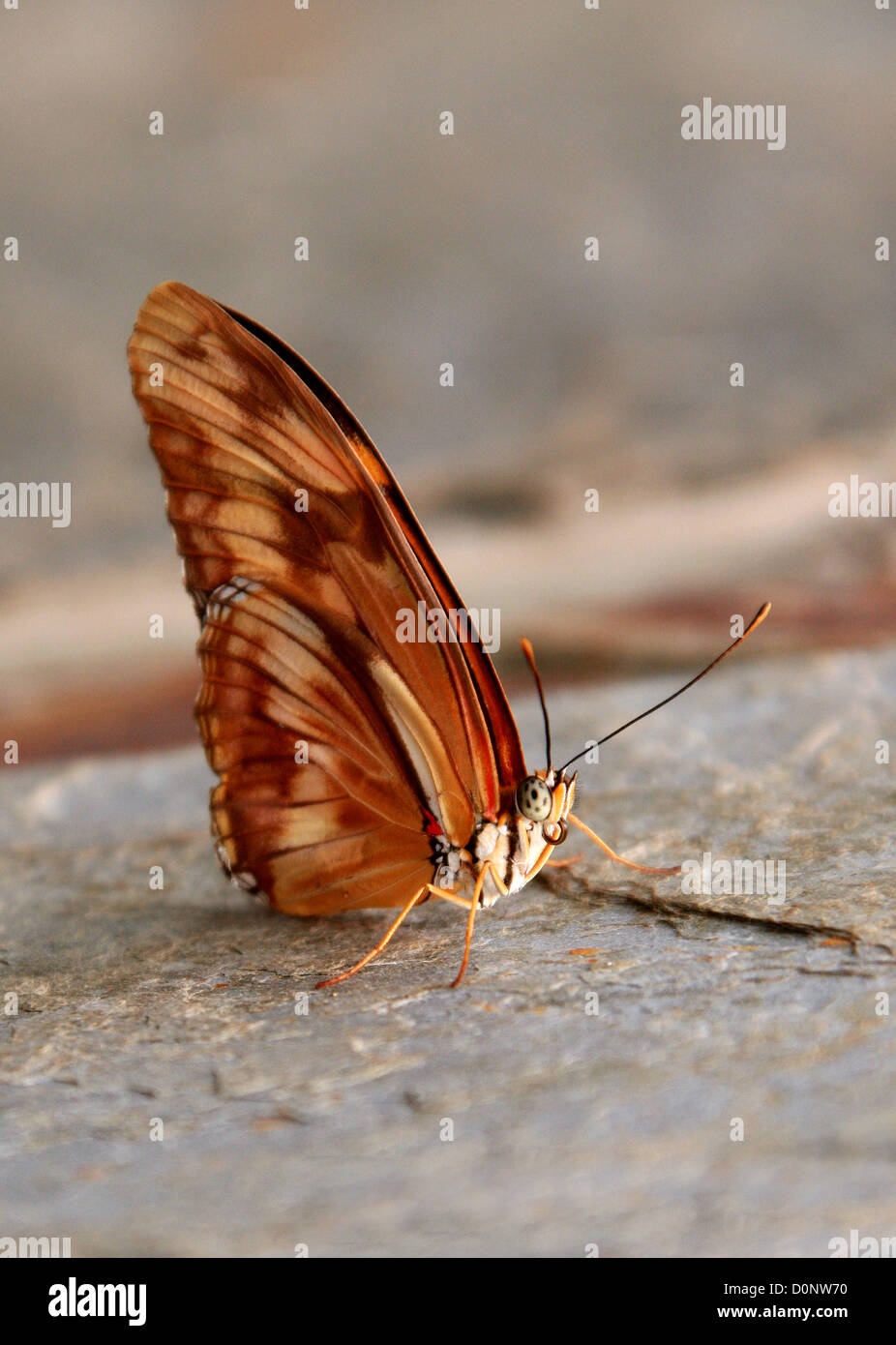 Flambeau Schmetterling aka Julia Butterfly oder Julia Heliconian, Dryas Julia, Süd- und Mittelamerika Stockfoto