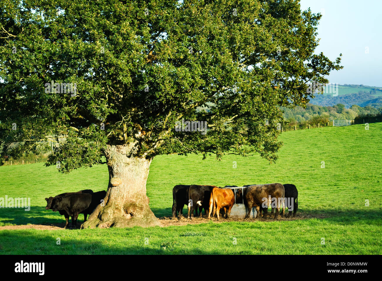 Rinder, die Fütterung unter einer Eiche in Cornwall Stockfoto