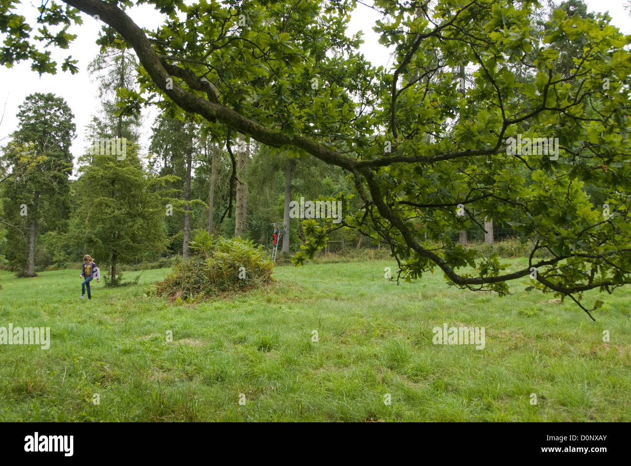 Englische Landschaft mit Wald und die Kinder spielen im Hintergrund Stockfoto