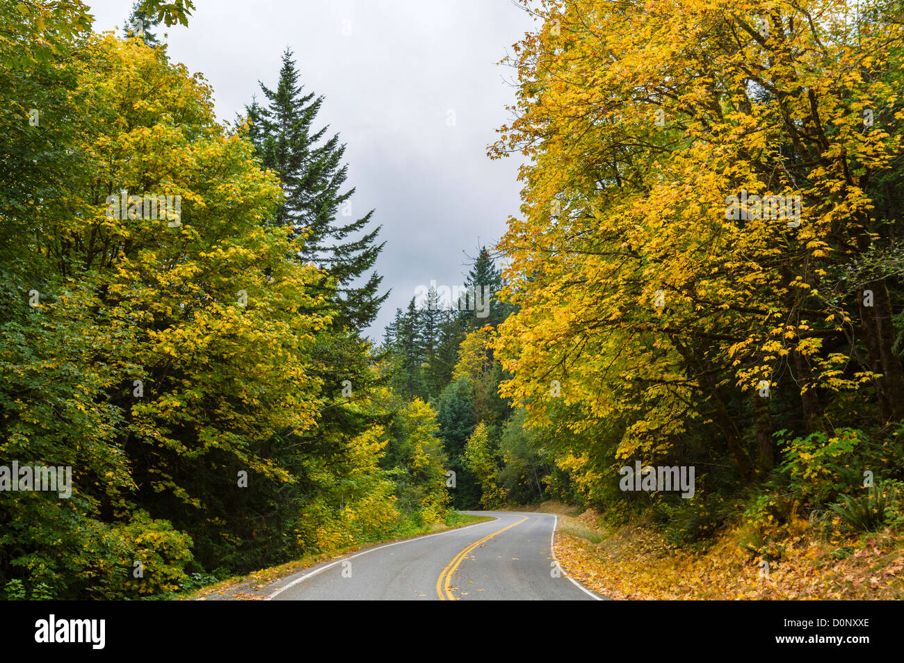 Straße bis zum Hurricane Ridge in Olympic Nationalpark Olympic Halbinsel, Washington, USA Stockfoto