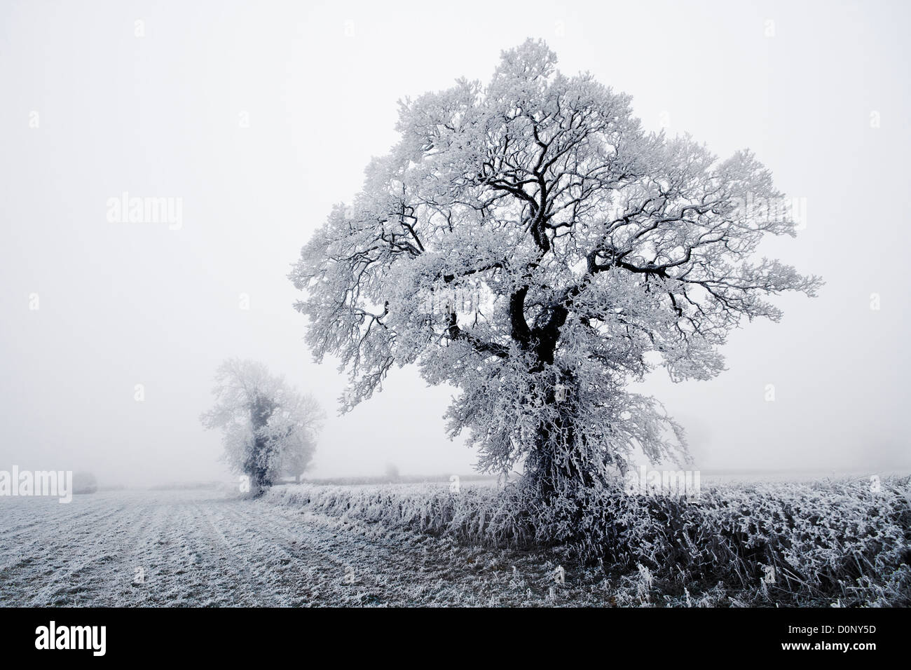 Winter-Szene Stockfoto