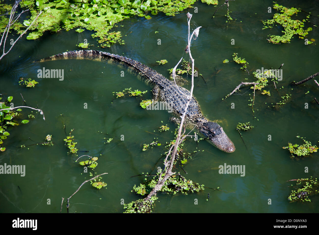 Alligator im Sumpf Stockfoto