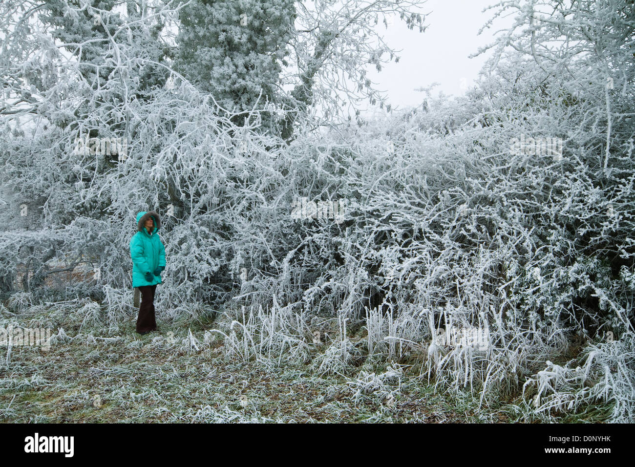 Ein Winter-Szene Stockfoto
