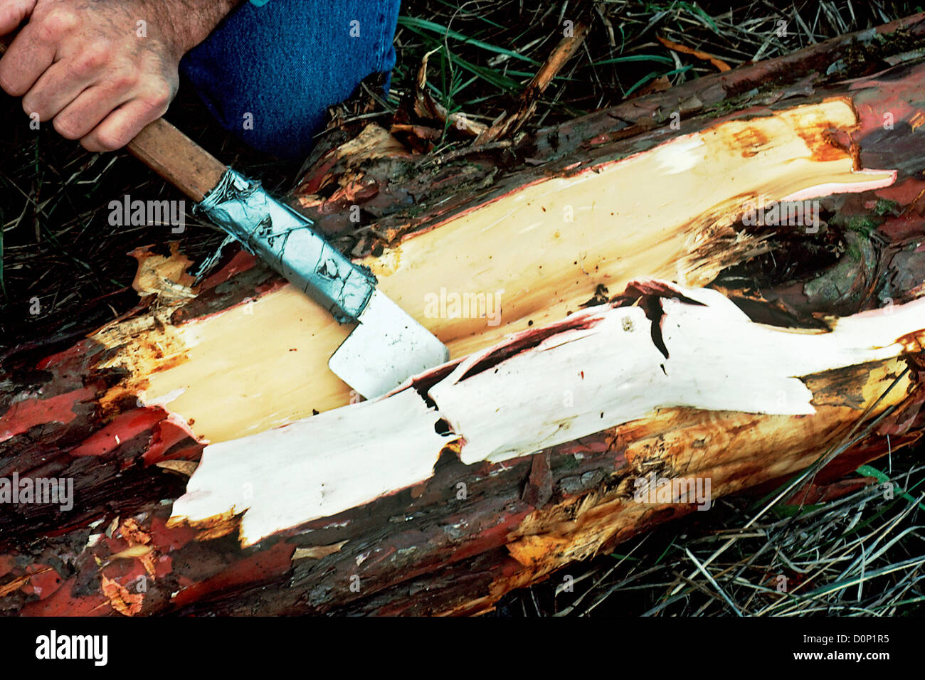 Taxol in Rinde Pazifische Eibe (Taxus Brevifolin) gefunden ist vielversprechende krebsbekämpfende Drogen. Es braucht 30.000 Pfund Rinde (2.000-4.000 Stockfoto