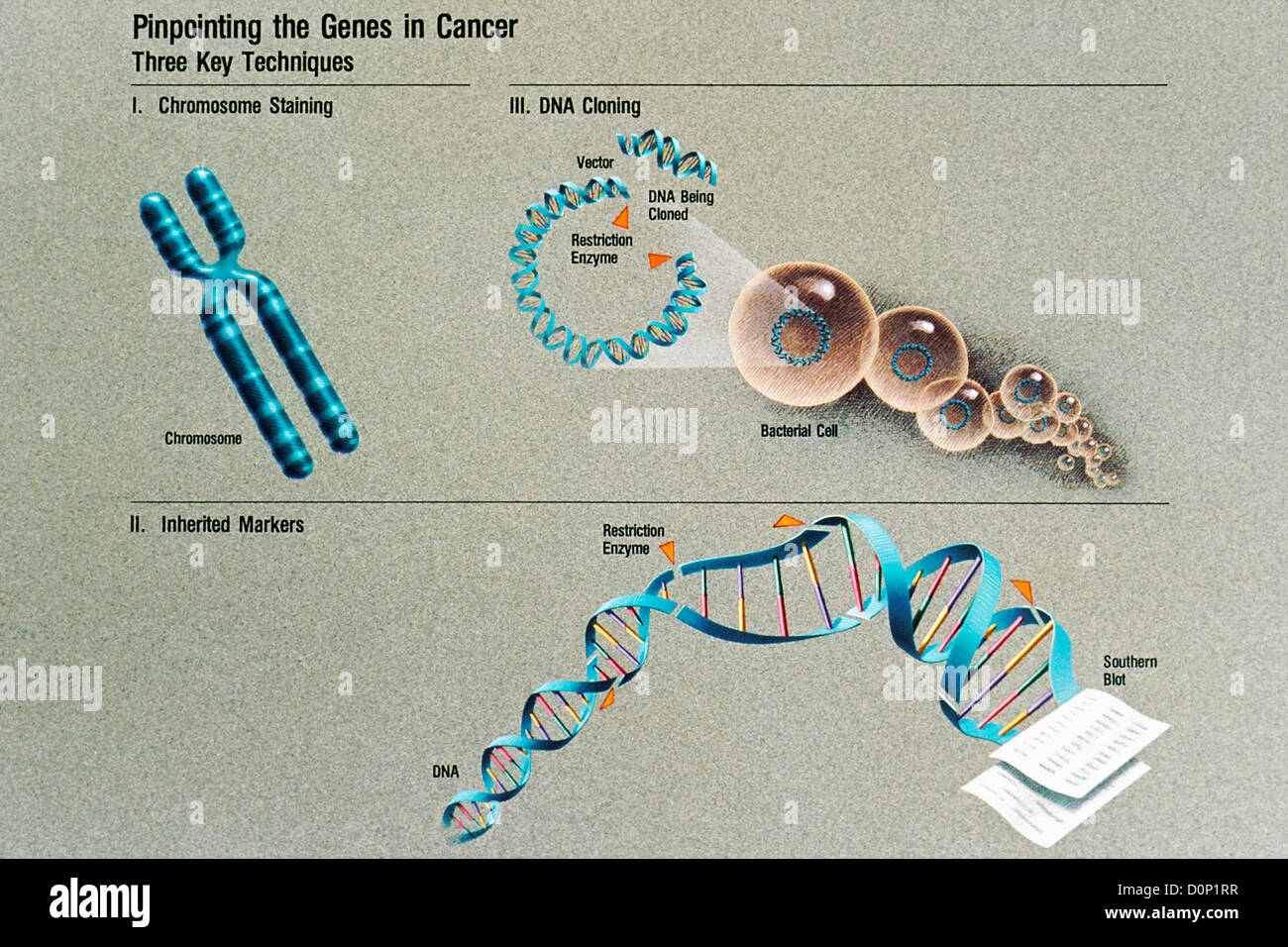 Eine Abbildung zeigt Techniken, die Suche nach Genen in Krebs einschließlich Chromosom Färbung DNA-Klonierung Marker geerbt. Stockfoto