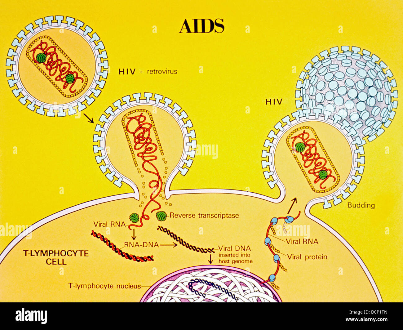 Dem Human Immunodeficiency Virus (HIV-ich) tritt T-Lymphozyten, dem Virus verliert seine äußeren Hüllen loslassen seiner RNA seine Rückseite Stockfoto