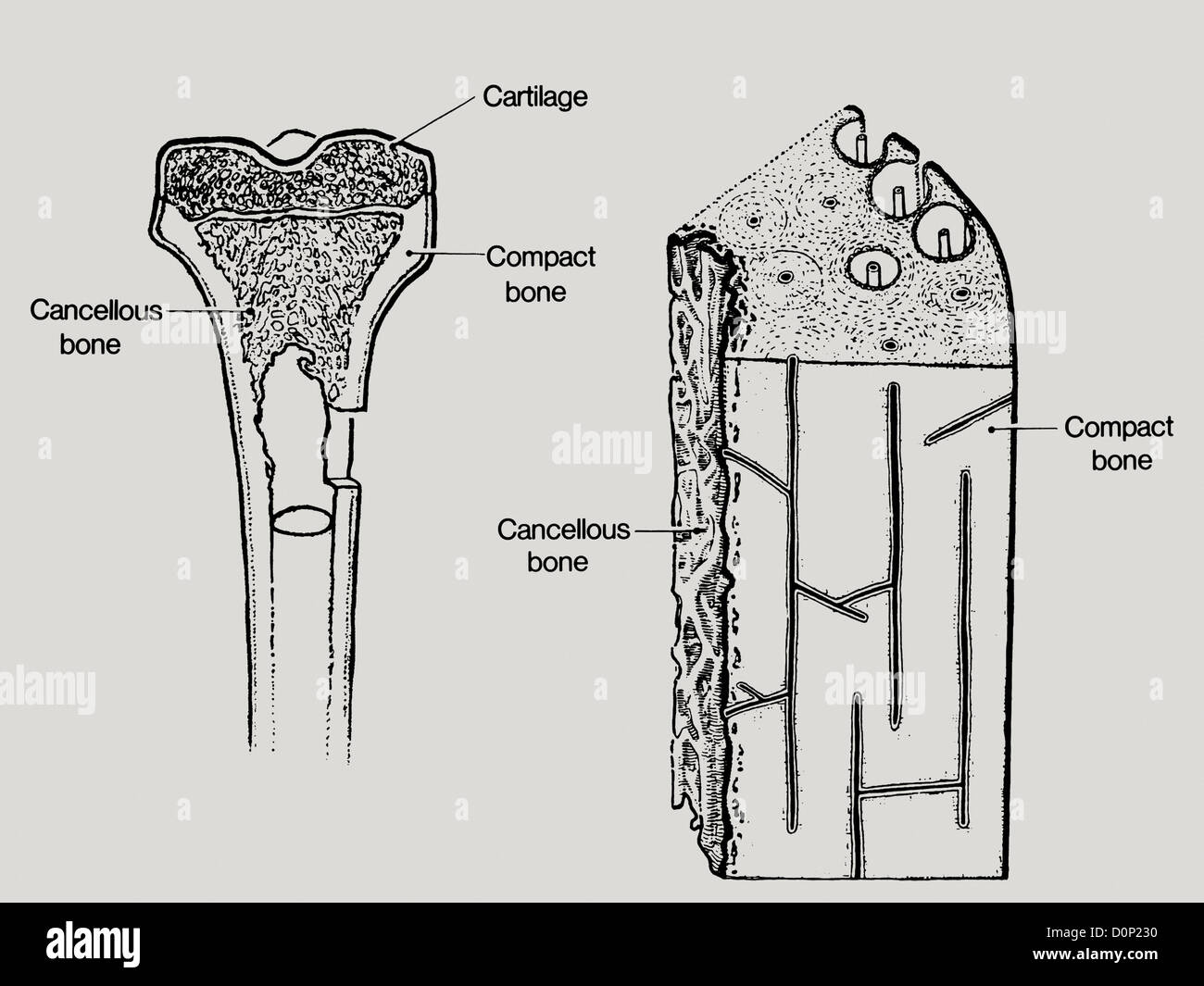 Eine Zeichnung zeigt die Struktur in den Knochen, einschließlich Spongiosa oder spongiösen Knochen, Stockfoto