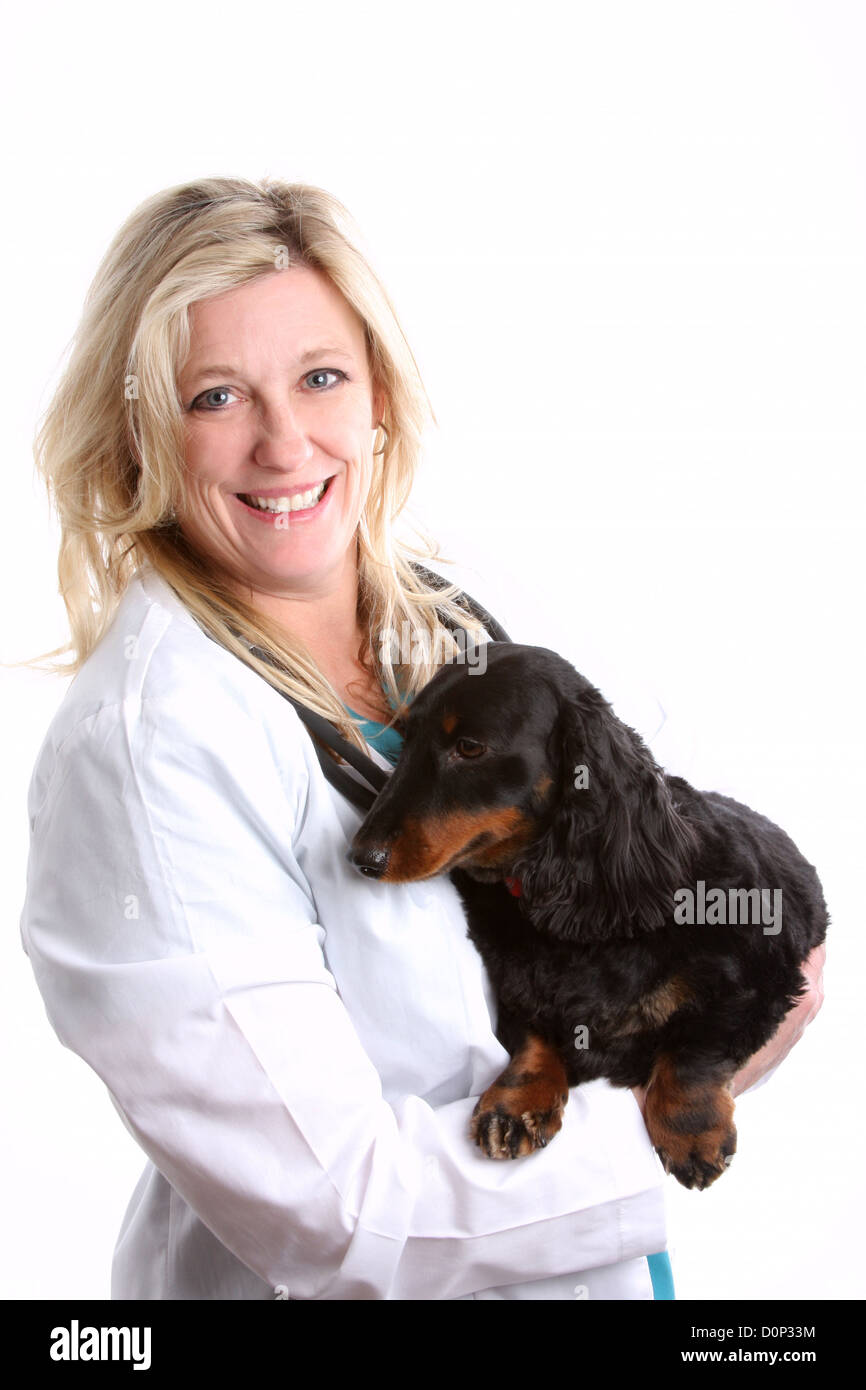 ein Tierarzt hält einen Daushound Hund Stockfoto