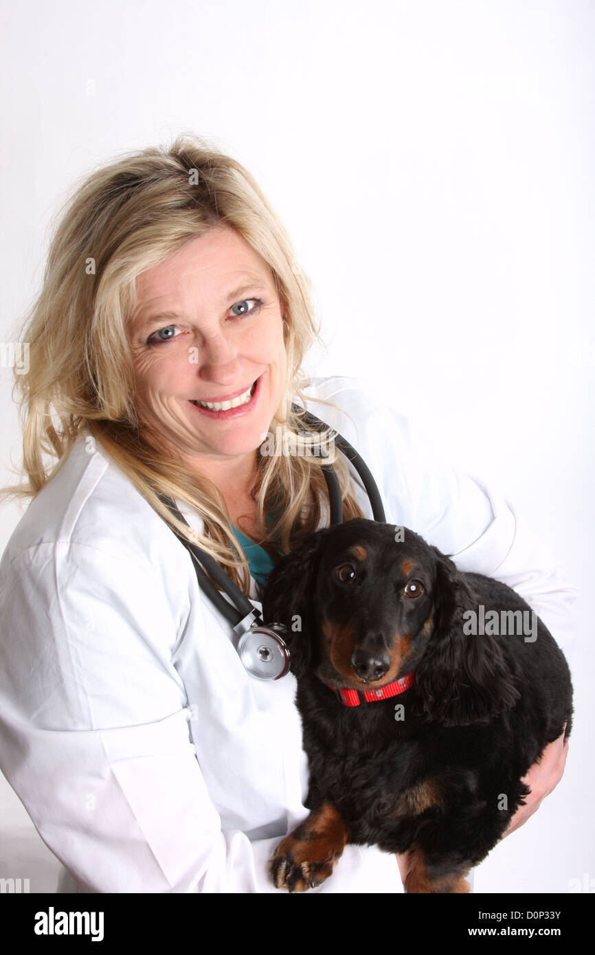ein Tierarzt hält einen Daushound Hund Stockfoto
