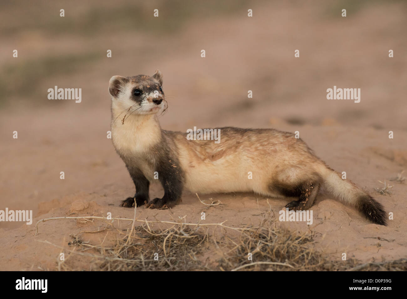 Stock Foto von einem schwarz – füßiges Frettchen. Stockfoto