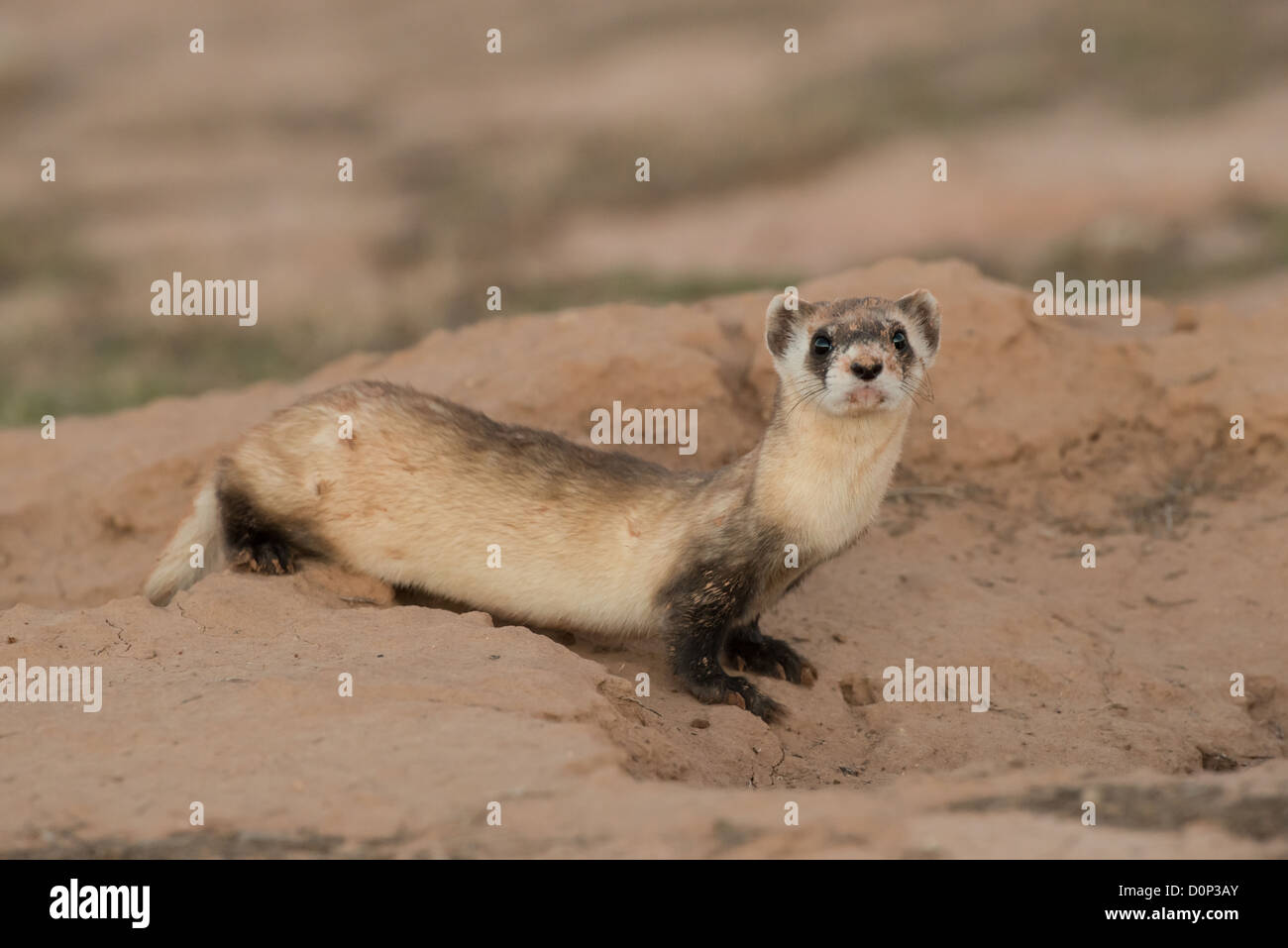 Stock Foto von einem schwarz – füßiges Frettchen. Stockfoto