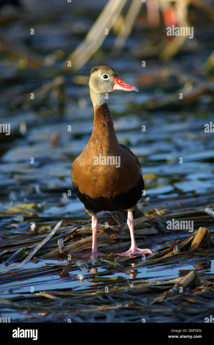 Schwarzbäuchigen Pfeifen-Ente in einem Sumpf (Dendrocygna Autumnalis) in der Nähe von Port Aransas Texas Stockfoto