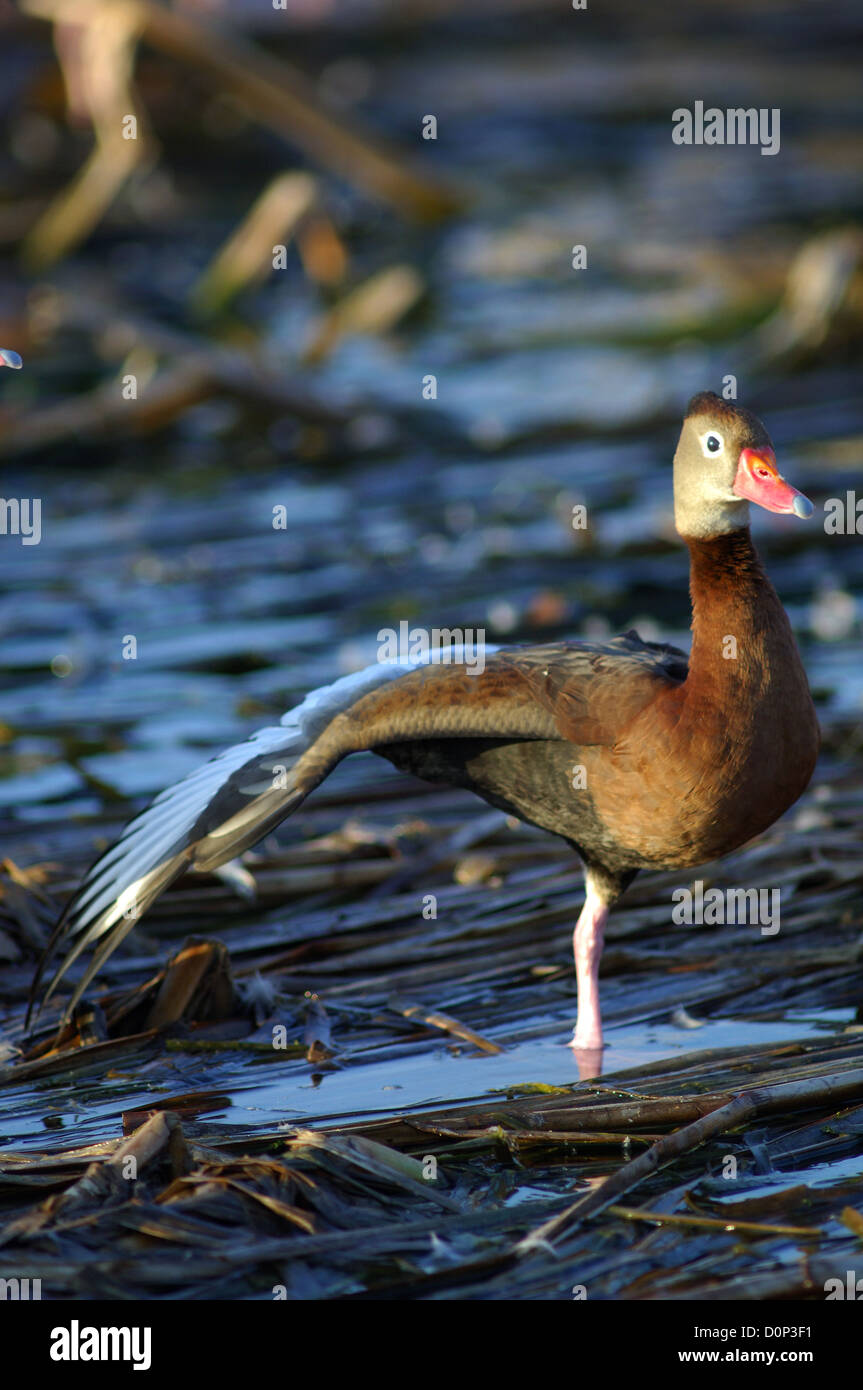 Schwarzbäuchigen Pfeifen-Ente in einem Sumpf (Dendrocygna Autumnalis) in der Nähe von Port Aransas Texas Stockfoto