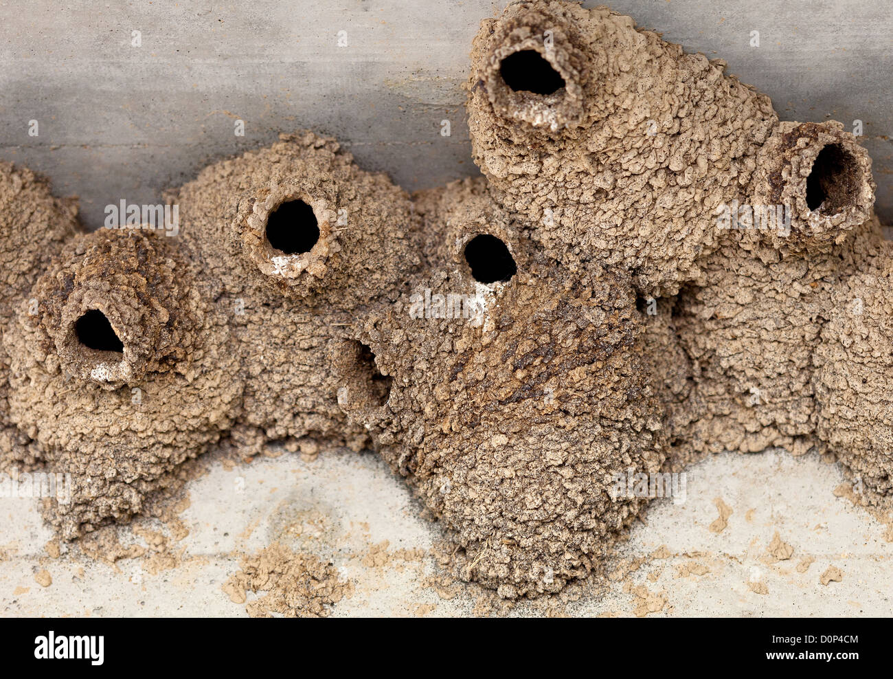 Klippe (Petrochelidon Pyrrhonota) Schwalbennester unter einer Brücke Stockfoto
