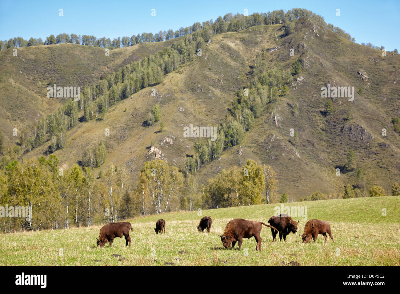 Europäische Bisons Stockfoto