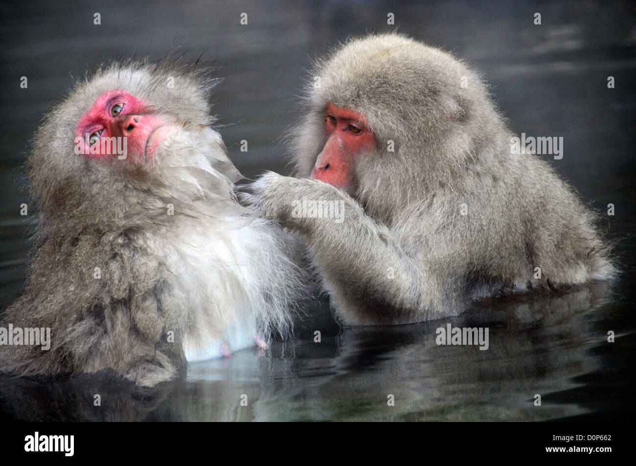 Japanischen Makaken, Macaca Fuscata, in Pflege Sozialverhalten in natürlichen Thermalquelle, Affenpark Jigokudani, Japan Stockfoto