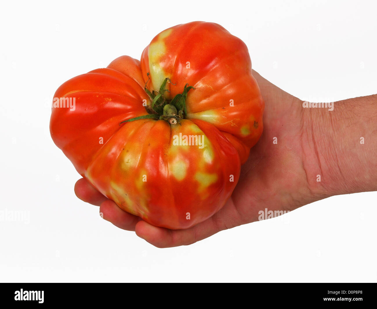 große Tomaten in den Händen eines Landwirts Stockfoto