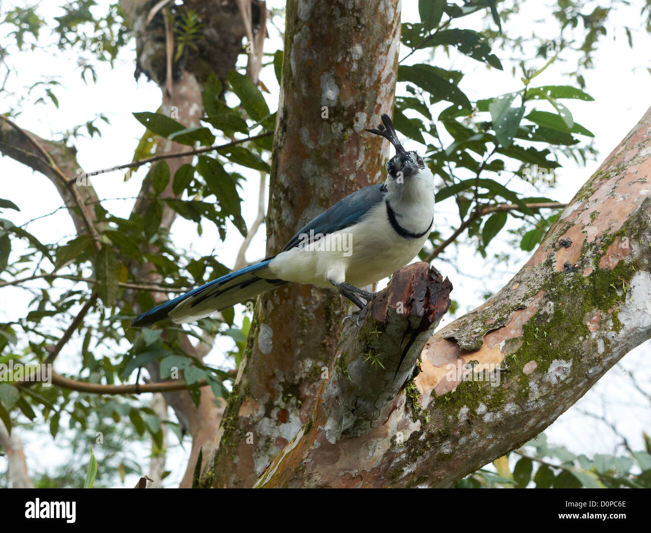 Weiße-throated Magpie-Jays; Calocitta Formosa, Costa Rica; Zentralamerika Stockfoto