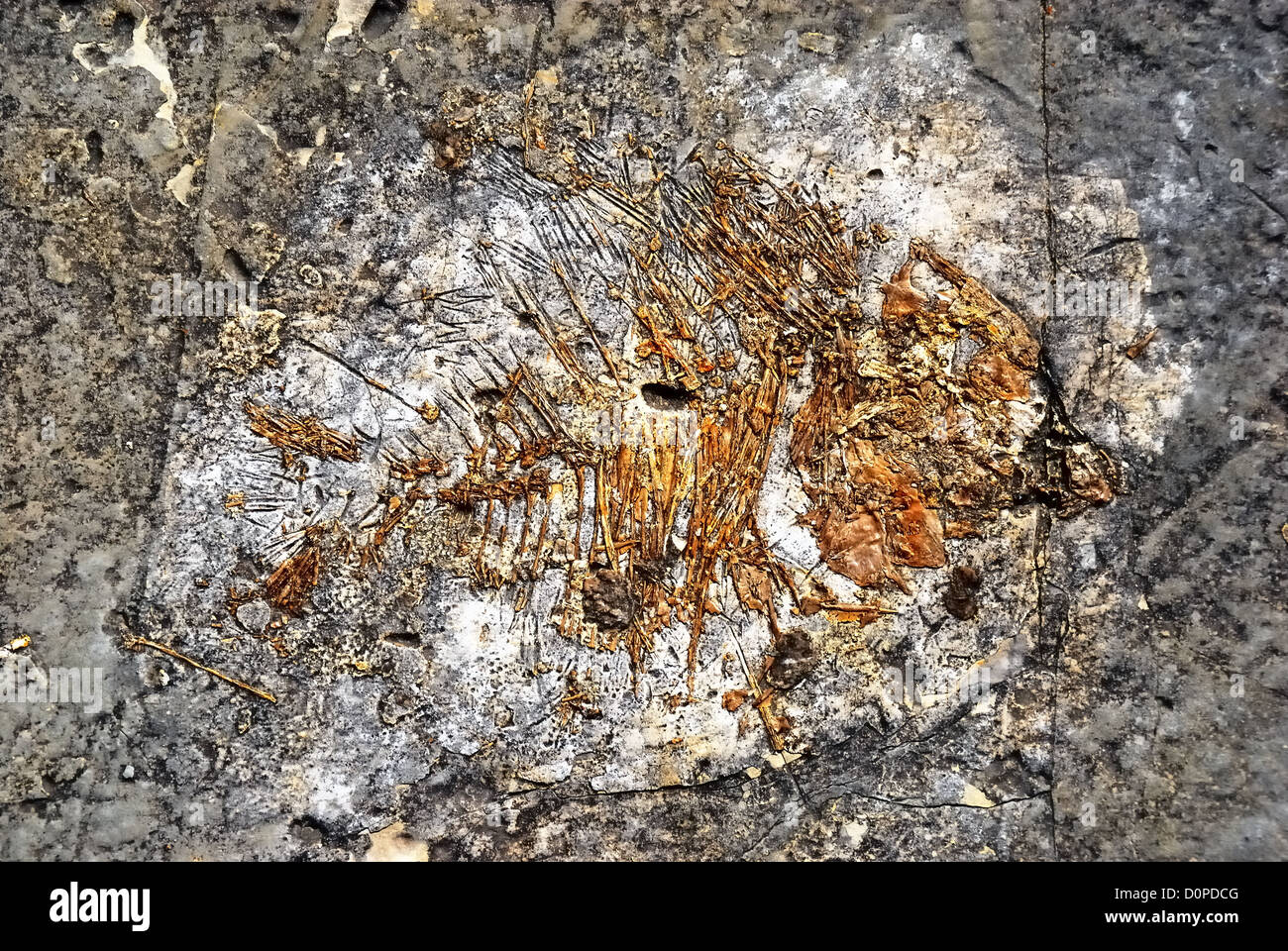 Die fossile Ablagerung von Pietraroja (Benevento), Italien, Süd Italien Appennino. Ein Fossil der Fische. Stockfoto