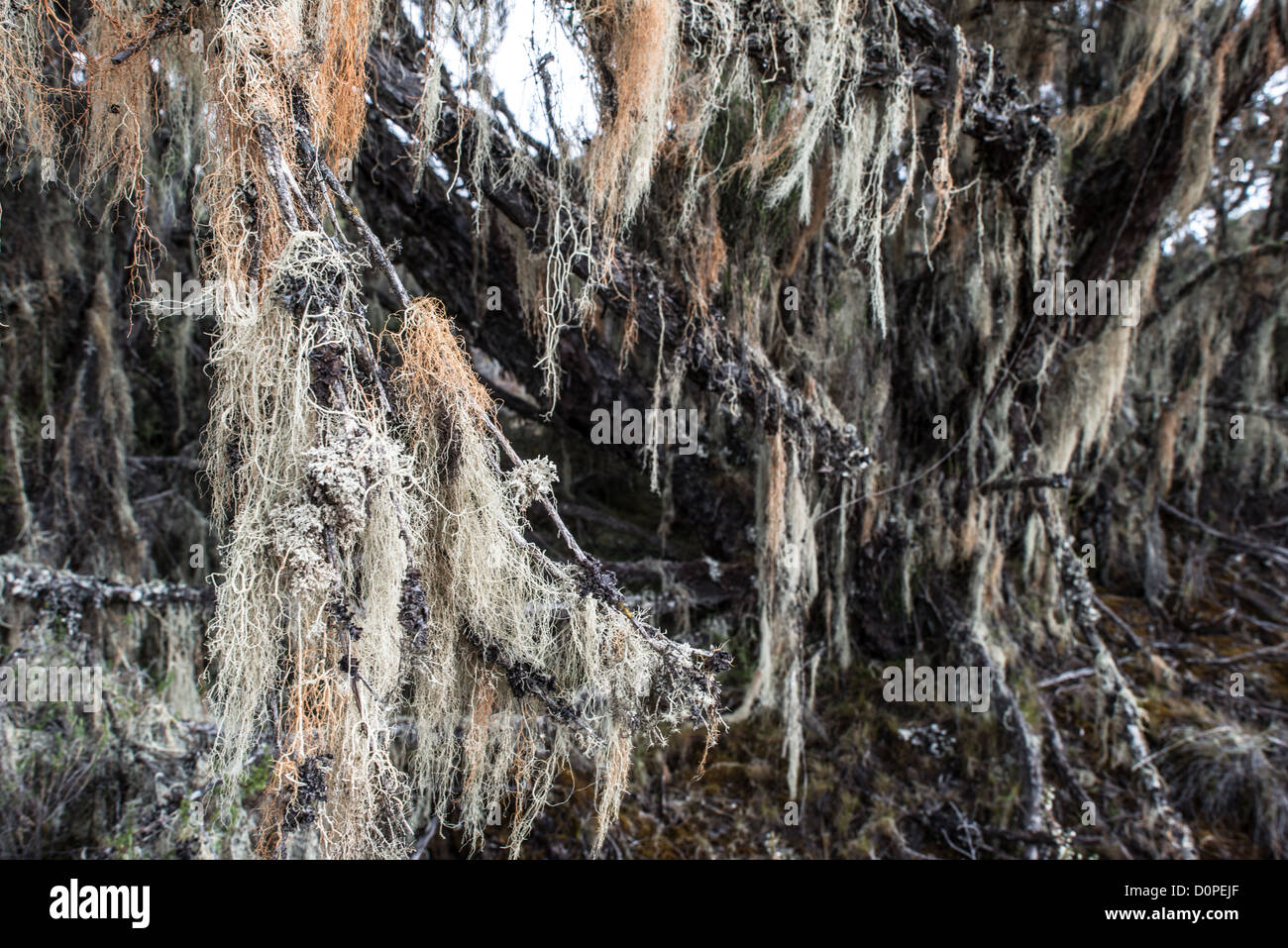Usnea Barbata Flechte Mount Kilimandscharo Tansania | MOUNT KILIMANJARO, Tansania — Stränge von Bartflechte, Usnea barbata, hängen von Baumästen in der Heidelandschaft entlang der Lemosho-Route. Diese Flechte gedeiht zwischen etwa 9.200 und 13.100 Fuß (2.800 und 4.000 m), wo kühlere Luft und dünnere Atmosphäre ihrem Wachstum zuträglich sind, und ihre Fülle hier signalisiert saubere Luft, da die Art sehr empfindlich auf Umweltverschmutzung reagiert. Stockfoto