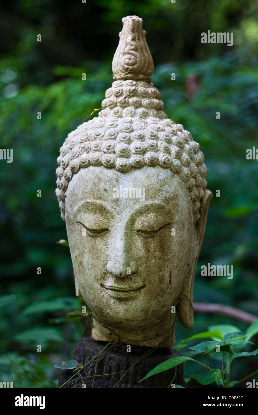 Kopf der Buddha-Kopf im Wat Tempel Chiangmai Stockfoto