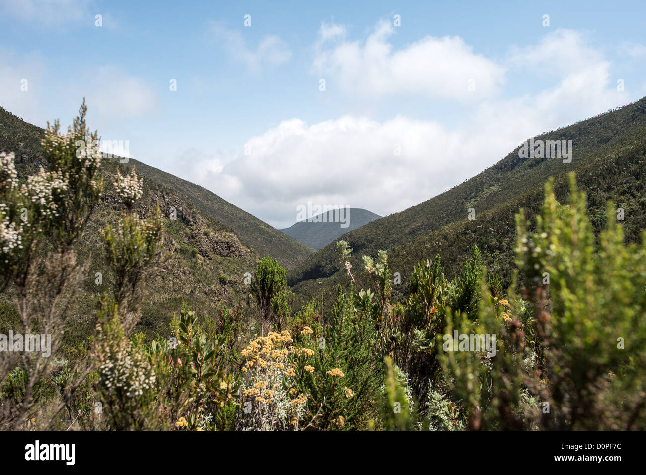MOUNT KILIMANJARO, Tansania – Ein steiles Tal in der Heidezone entlang des Lemosho Trail des Mount Kilimanjaro auf etwa 10.000 m Höhe. Die Lage liegt zwischen Big Tree Camp und Shira Plateau, Teil der beliebten westlichen Zufahrtsroute zu Afrikas höchstem Gipfel. Der Lemosho Trail gilt weithin als eine der schönsten Routen auf dem Kilimandscharo und durchquert mehrere ökologische Zonen, während er den Berg hinaufführt. Die Heidezone liegt typischerweise zwischen 9.000 und 13.000 Fuß an den Hängen des Kilimandscharo. Der Kilimandscharo erhebt sich 19.341 Meter über dem Meeresspiegel im Norden Tansanias nahe dem K Stockfoto
