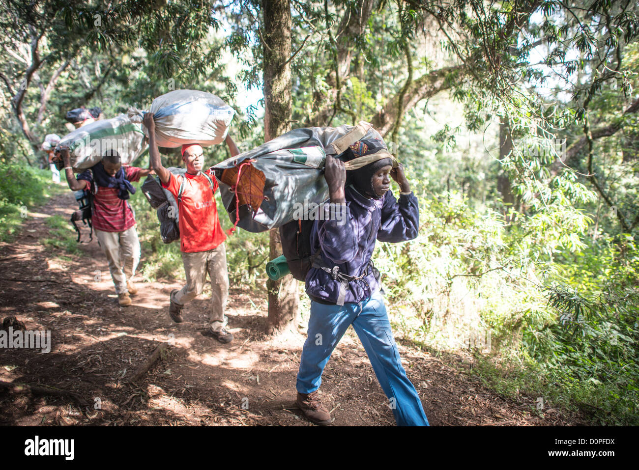 MOUNT KILIMANJARO, Tansania — die Porter tragen ihre Lasten entlang des Weges zwischen Big Tree Camp und Shira 1 Camp auf dem Mount Kilimanjaro, der sich an der oberen Grenze der Waldzone befindet. Dieser Abschnitt des Berges stellt das Übergangsgebiet dar, in dem der üppige Bergwald in die Heide- und Moorgebiete in höheren Lagen übergeht. Der Kilimandscharo, Afrikas höchster Gipfel mit 19.341 Metern, zieht jährlich Tausende von Kletterern an, die sich auf örtliche Träger verlassen, um wichtige Vorräte und Ausrüstung zu transportieren. Die Route zwischen diesen Lagern ist Teil der beliebten Machame Route, einer von mehreren Establi Stockfoto