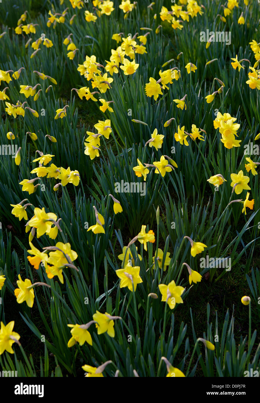 Narzisse Blume Stockfoto