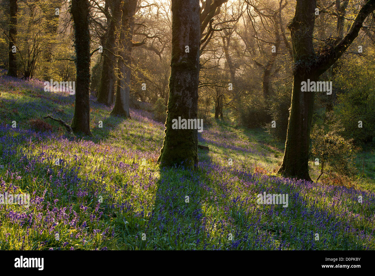 Bluebell Woods, Dorset, England, UK Stockfoto