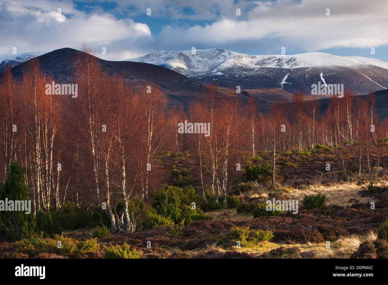 die Rothiemurchus Forest und Cairngorms im Winter, Schottland, UK Stockfoto