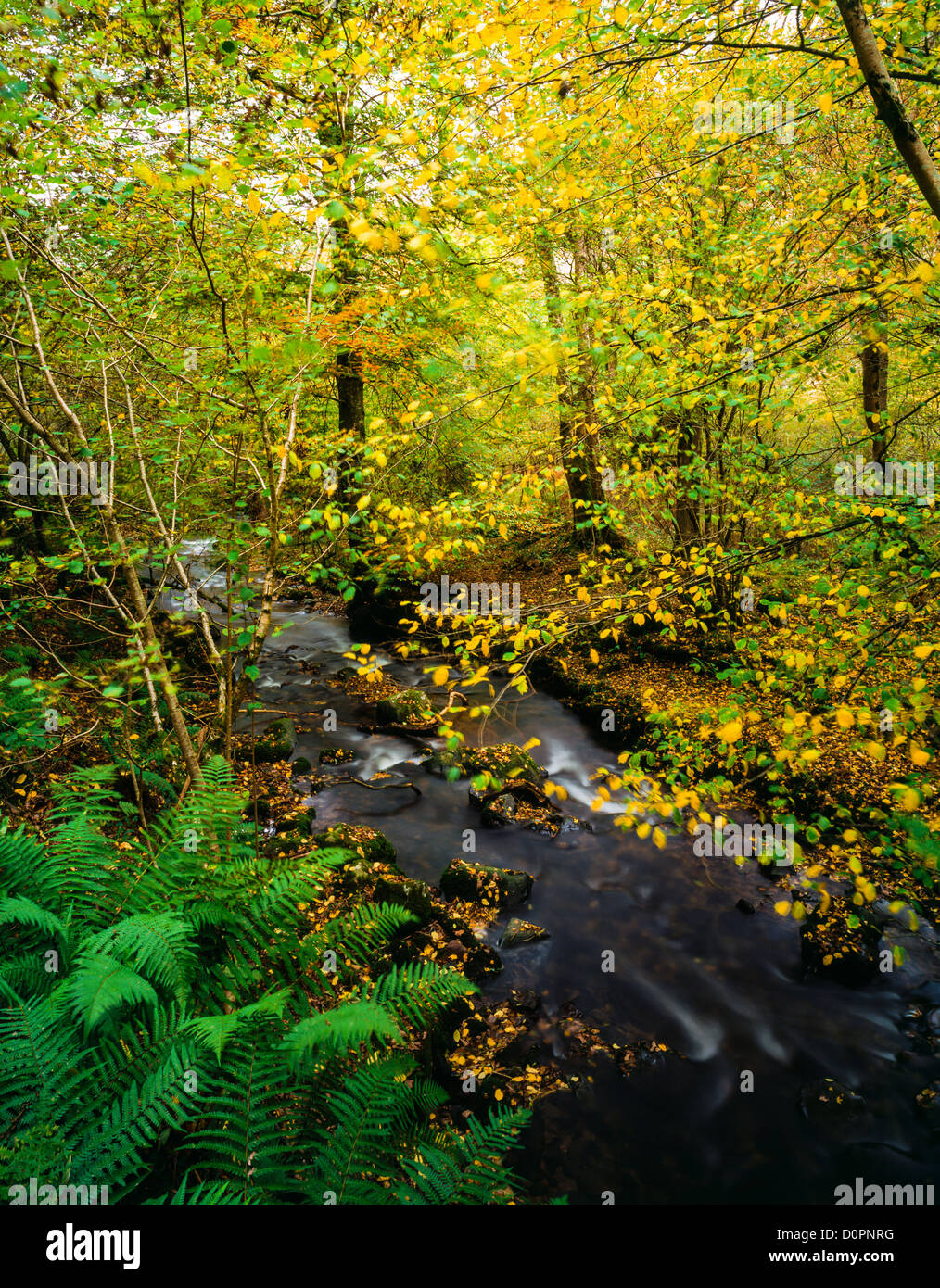Horner Wasser in Horner Holz, Exmoor National Park, Somerset, England, Vereinigtes Königreich. Stockfoto