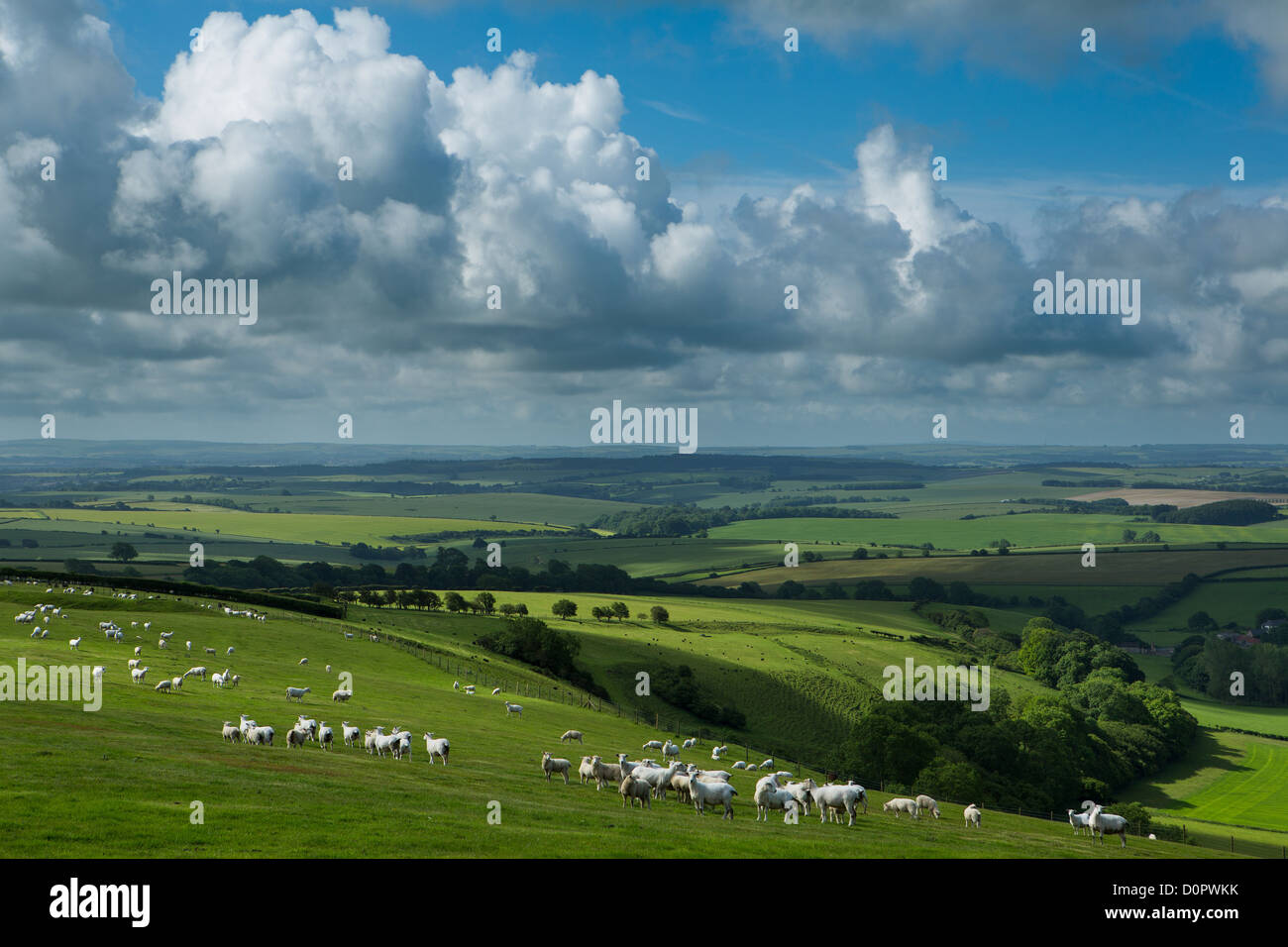 Schafe in einem Feld in der Nähe von Dorset Lücke, Dorset, England, UK Stockfoto